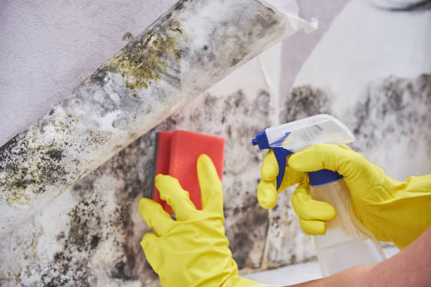 Best Residential Mold Inspection & Testing in USA